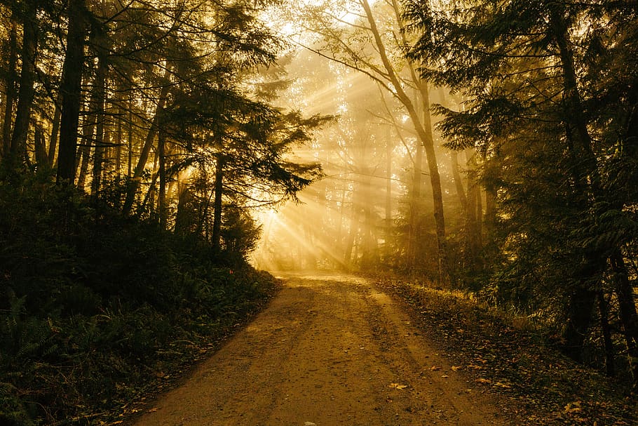 sunbeam, road, light, landscape, forest, yellow, morning, sunrise HD wallpaper