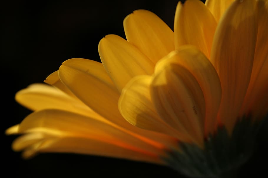 flower, gerbera, yellow, flowering plant, petal, flower head HD wallpaper