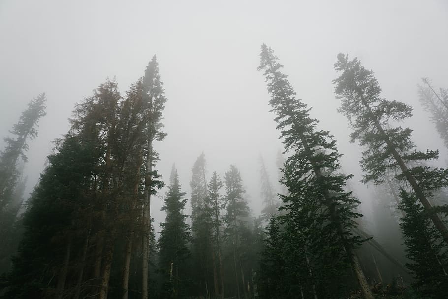 person showing foggy green trees, pine, forest, national park HD wallpaper