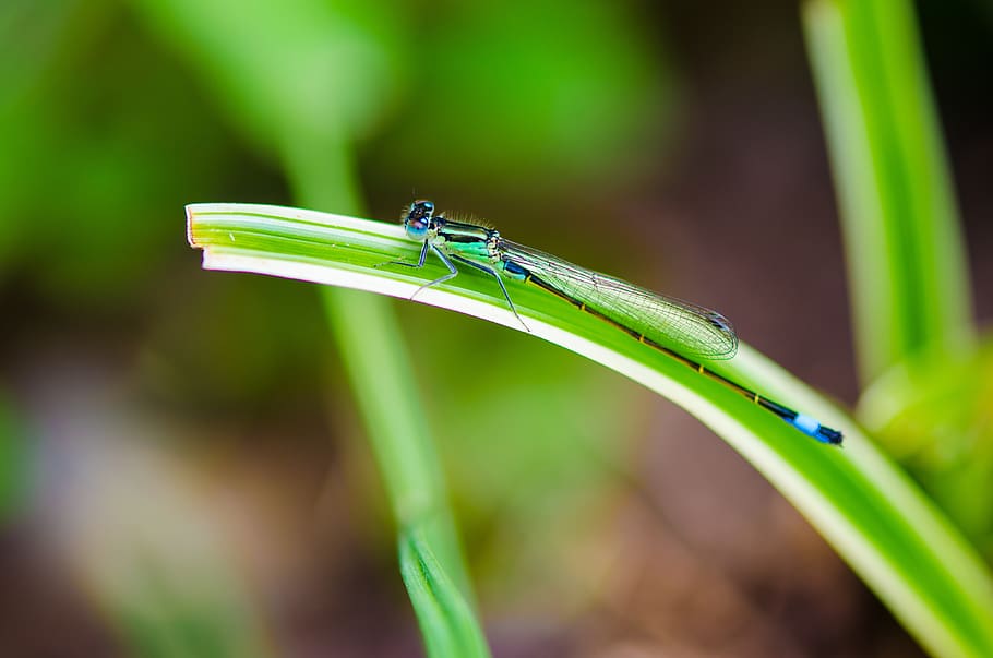 dragonfly, macro, nature, insect, close up, wing, animal world HD wallpaper