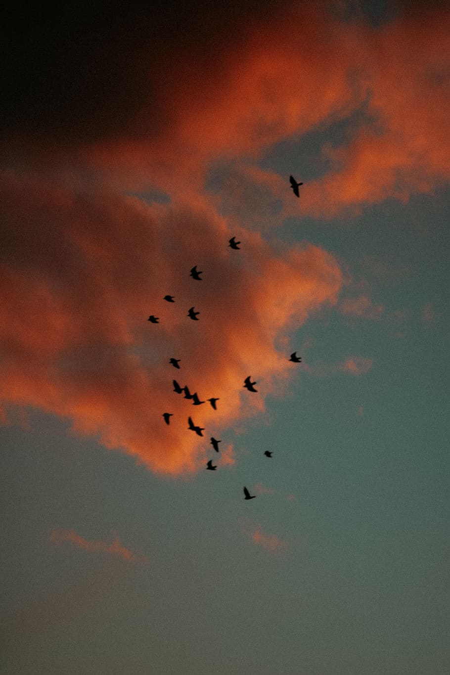 flying, sky, cloud - sky, animal wildlife, bird, animals in the wild HD wallpaper