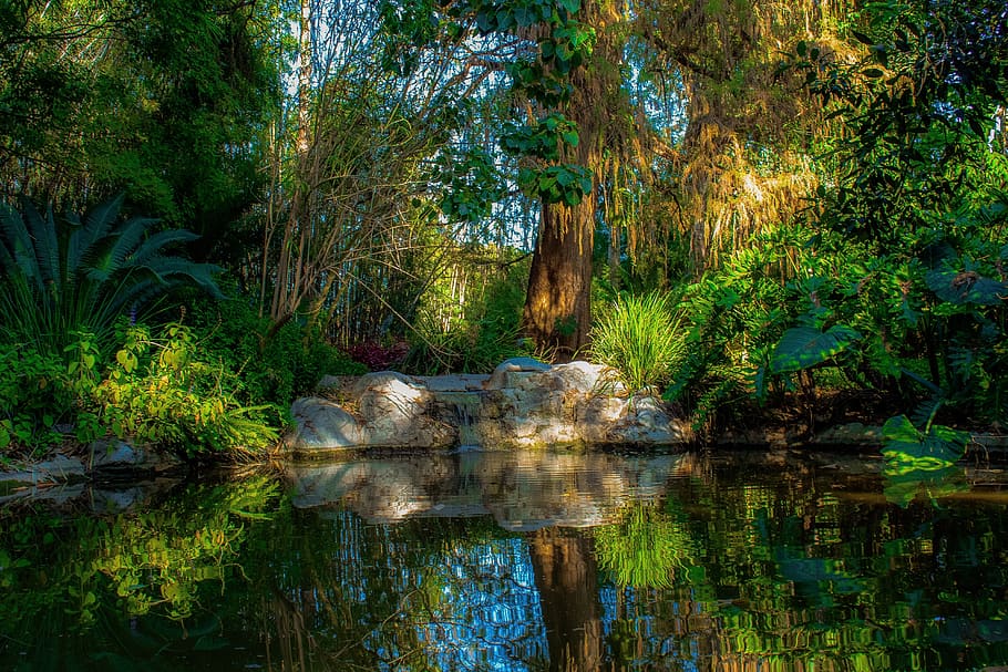 pond, peaceful, nature, water, meditation, calm, tranquil, landscape