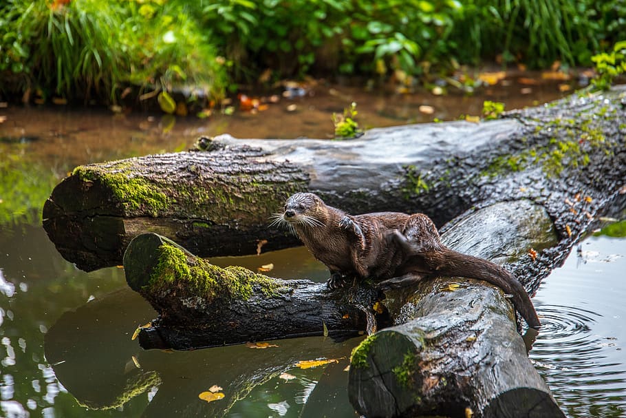 river otter wallpaper