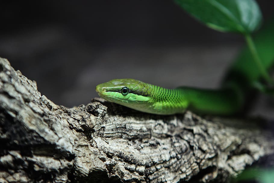 green snake, trunk, tree, macro, animal wildlife, one animal HD wallpaper