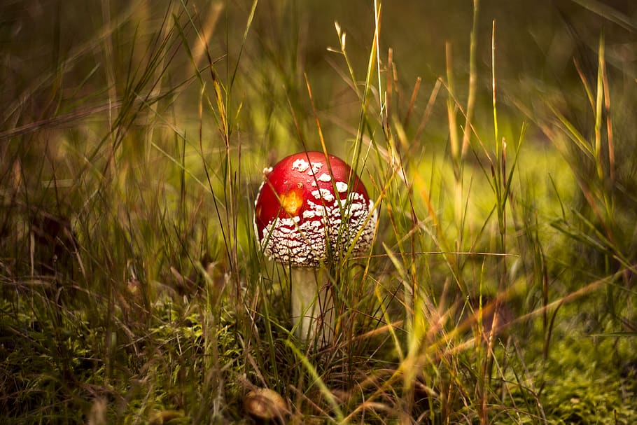 fungus, forest, day, autumn, mushrooms, red, toxic, hat, toadstool HD wallpaper