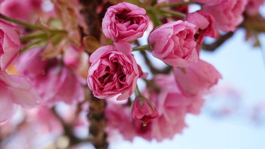 cherry blossom, cherry tree, japanese cherry, pink, flowers, HD wallpaper
