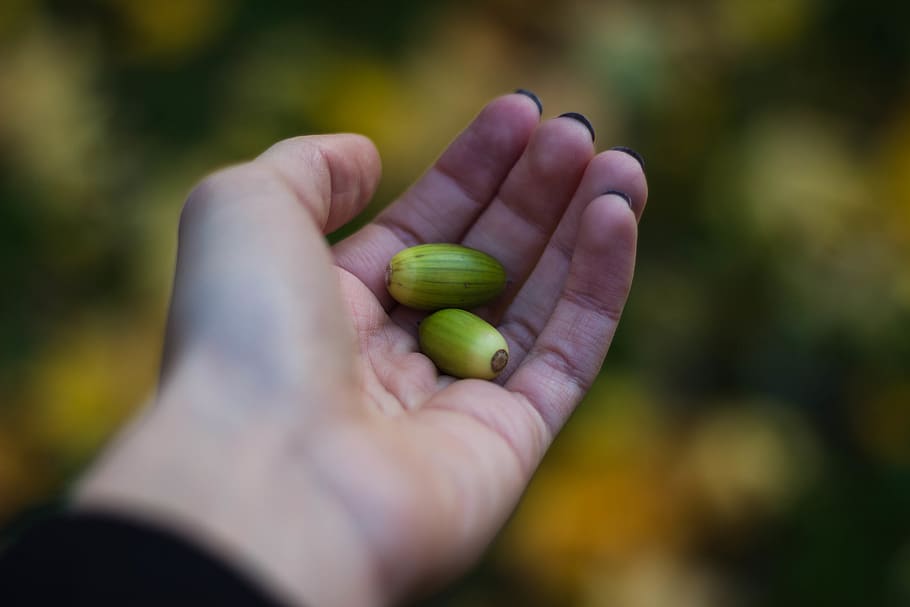 Person Holding Two Oval Green Fruits, acorns, hand, seeds, human hand HD wallpaper