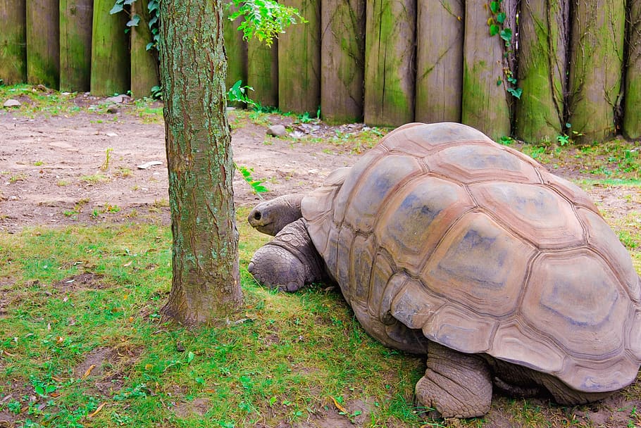 turtle, giant, zoo, tortoise, slowly, panzer, creature, water HD wallpaper