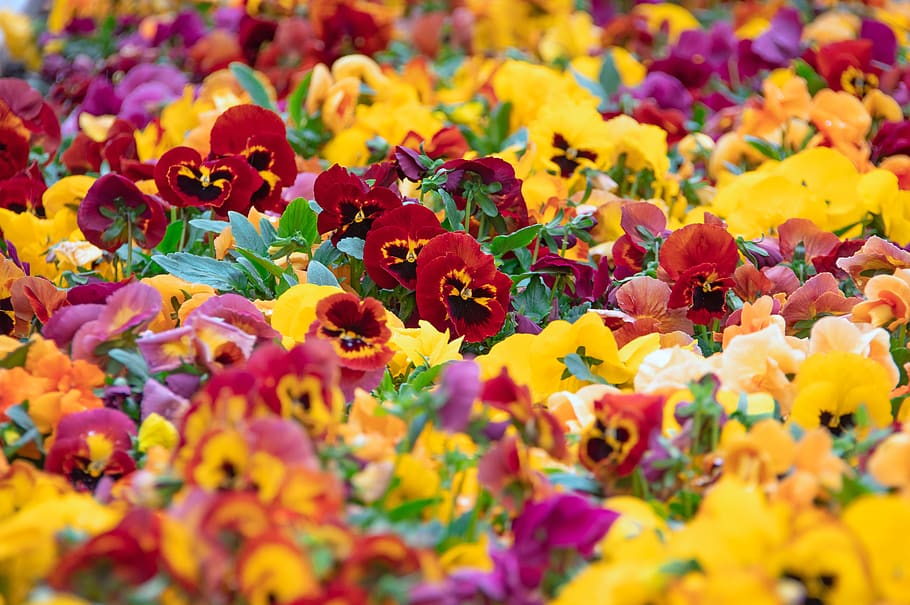 color, fresh, spring, flowers, nature, healthy, green, petal HD wallpaper