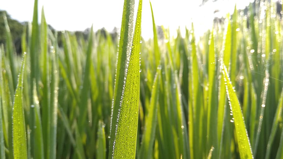 water, grass, tree, green color, plant, growth, nature, beauty in nature HD wallpaper