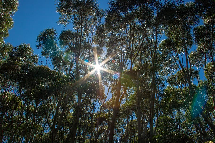 light, flare, sunlight, plant, tree, vegetation, animal, bird HD wallpaper