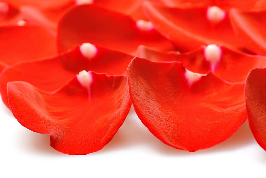 con2011, flower, fresh, gift, isolated, pedal, petal, photo HD wallpaper