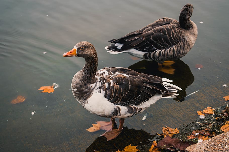 two mallard ducks, bird, animal themes, animals in the wild, animal wildlife HD wallpaper