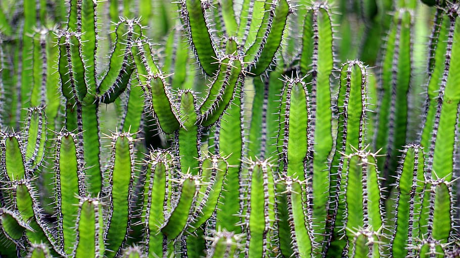 Green Cactus in Shallow Photo, cacti, cactuses, plant, growth HD wallpaper