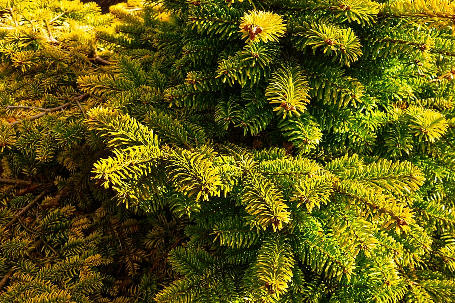 dwarf pine, pine tree, conifer, evergreen, needle, plant, green color HD wallpaper