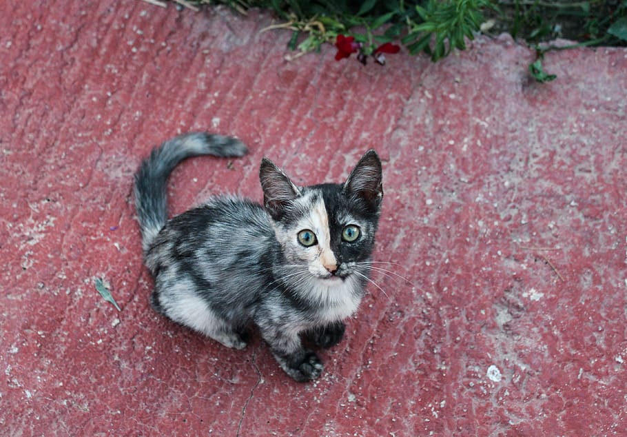 kitten, black and white, cat, domestic cat, feline, pets, domestic animals HD wallpaper