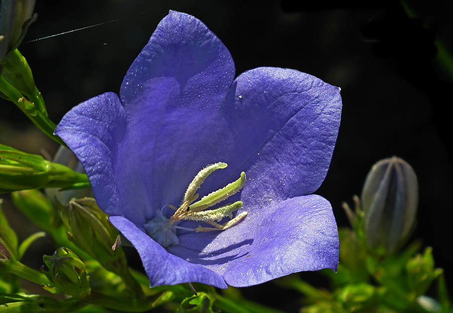 flower, blue, rozwar, summer, garden, macro, the petals, flora, HD wallpaper