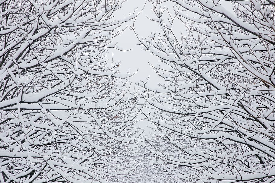 winter, snow, tree, bare tree, cold temperature, plant, branch HD wallpaper