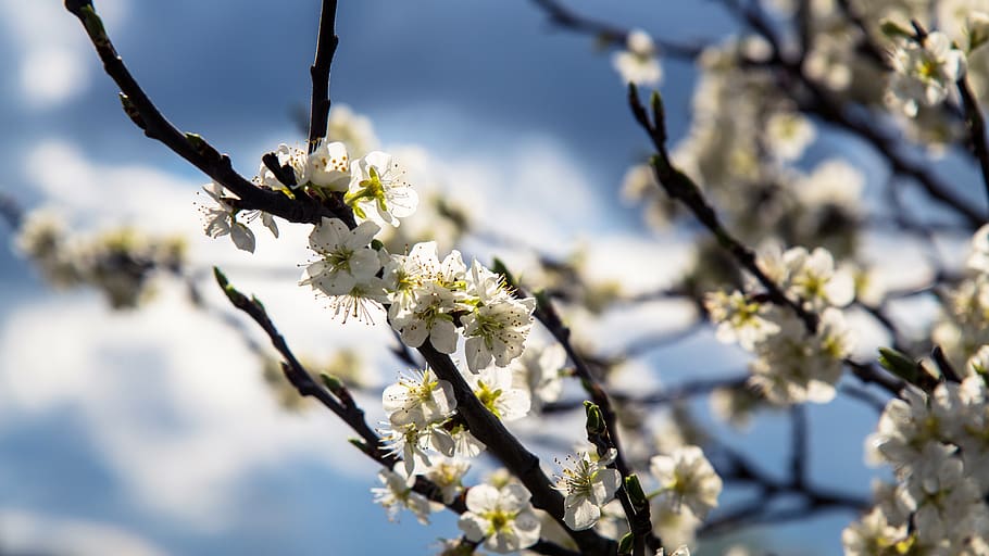 tree, white, cherry, spring, flower, branch, colors, nature HD wallpaper