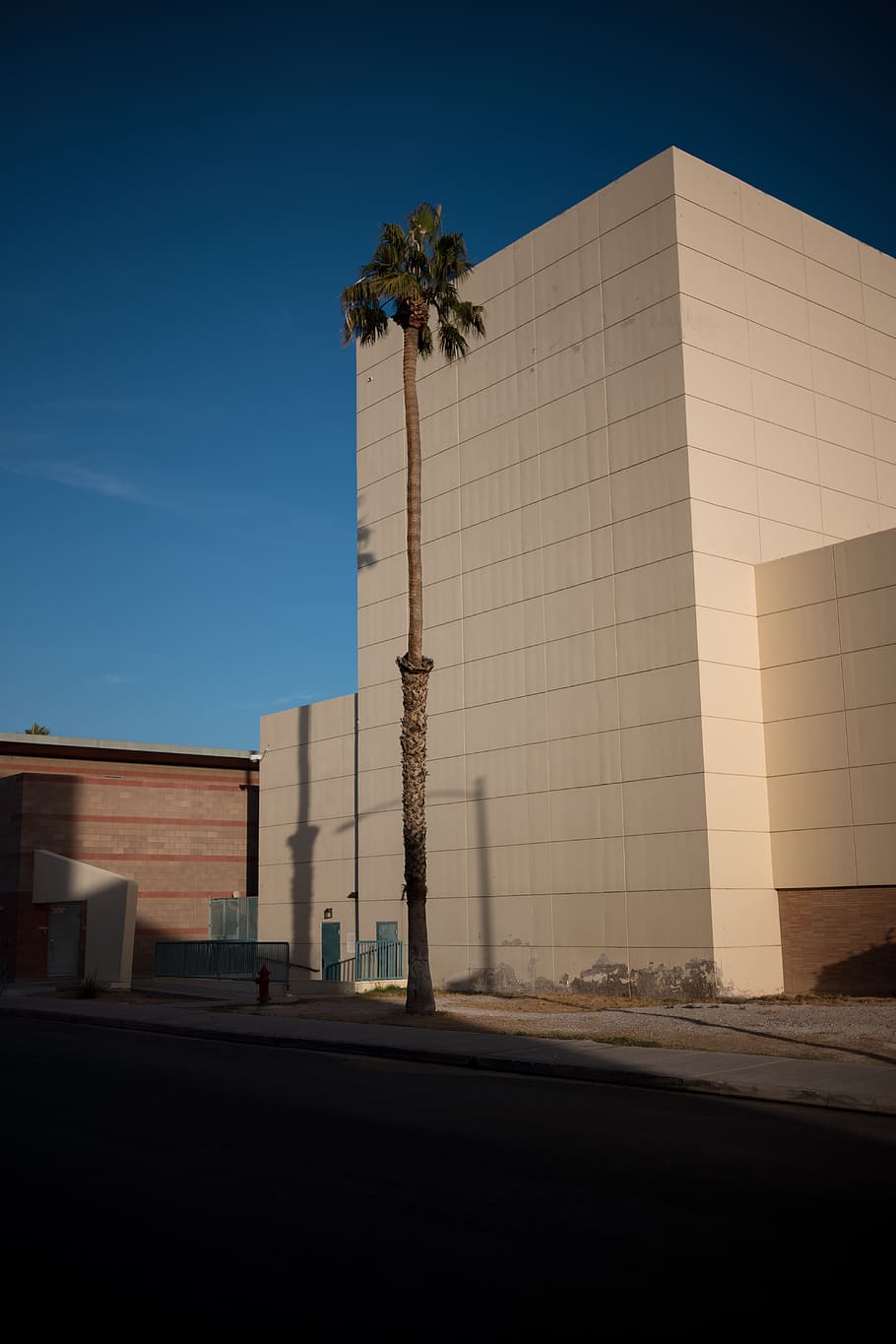 palm tree beside white building, office building, urban, city HD wallpaper