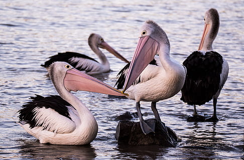 four pelicans in body of water, bird, float, group, bokeh, blur HD wallpaper