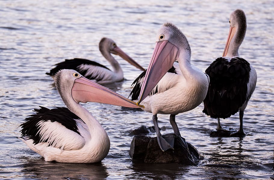 four pelicans in body of water, bird, float, group, bokeh, blur HD wallpaper
