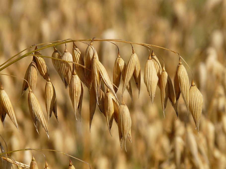 Dried Brown Plant Selective Focus Photo, field, grains, macro HD wallpaper