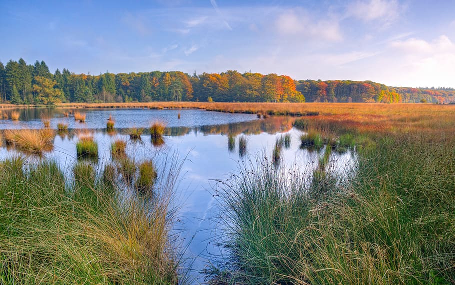 Body of Water Between Grasses, marsh, nature, reed, scenic, trees HD wallpaper