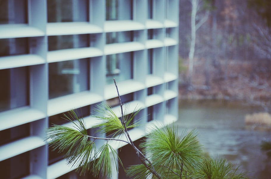 canada, architecture, pine, tree, water, building, university HD wallpaper