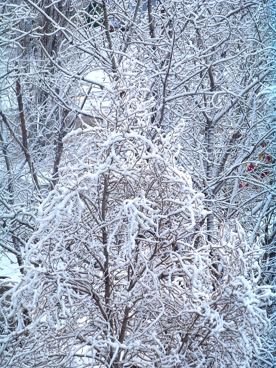 Bare Tree Covered With Snow, branches, chill, close-up, cold HD wallpaper