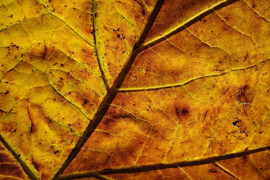 leaf, veins, pattern, back light, golden, autumn, bright, plant part HD wallpaper