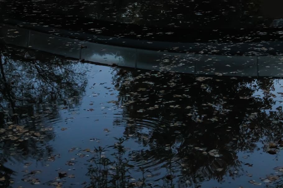 lake, leafs, pound, water, reflection, no people, nature, day HD wallpaper