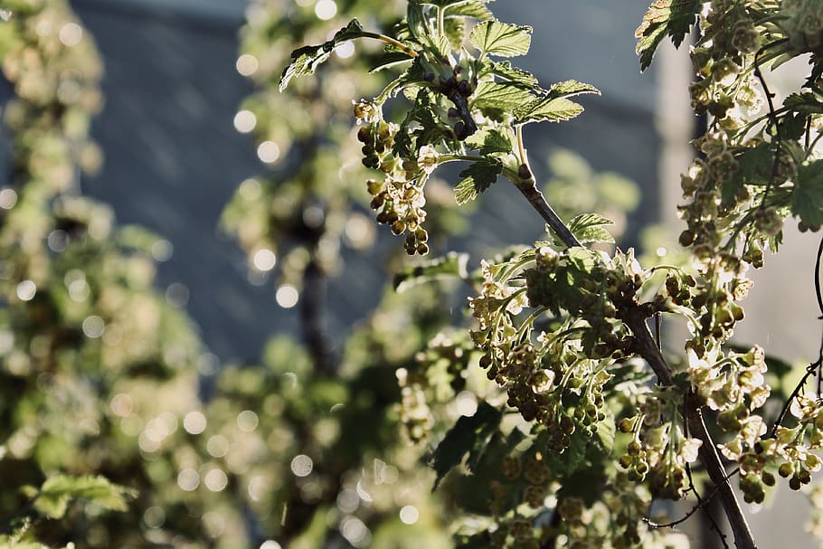 plant, tree, outdoors, summer, vegetation, food, fruit, grapes HD wallpaper