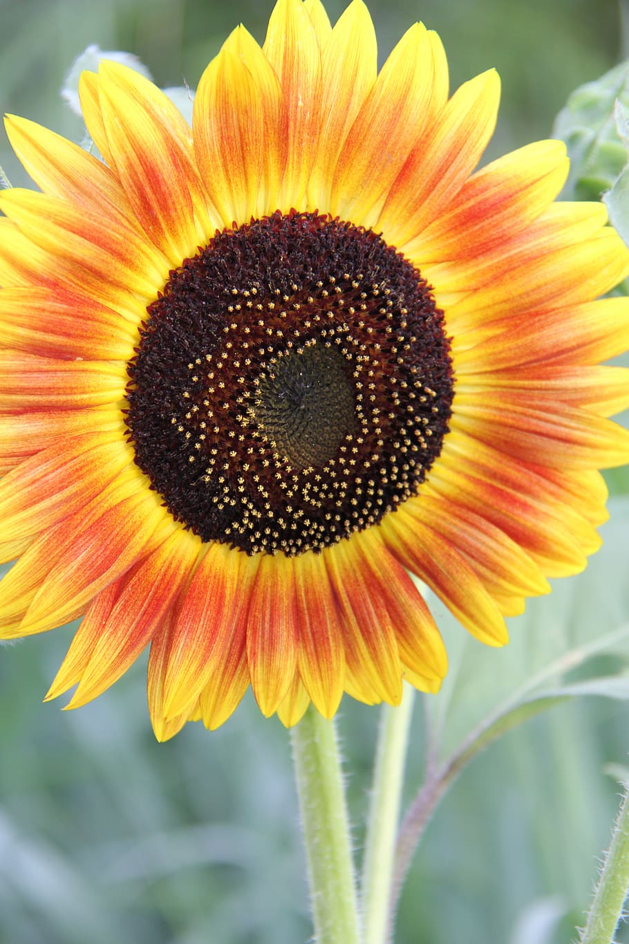 sunflower, summer, garden, bloom, nature, flowers, bright, flora HD wallpaper