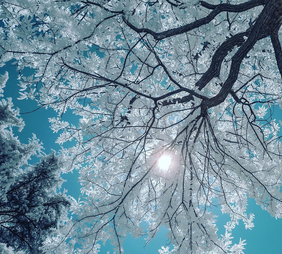 india, chennai, 14, tree, plant, low angle view, branch, sky HD wallpaper