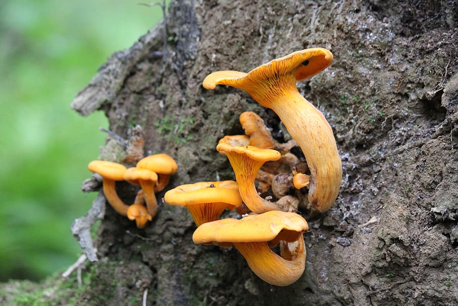 forest, mushroooms, food, nature, fungus, focus on foreground HD wallpaper
