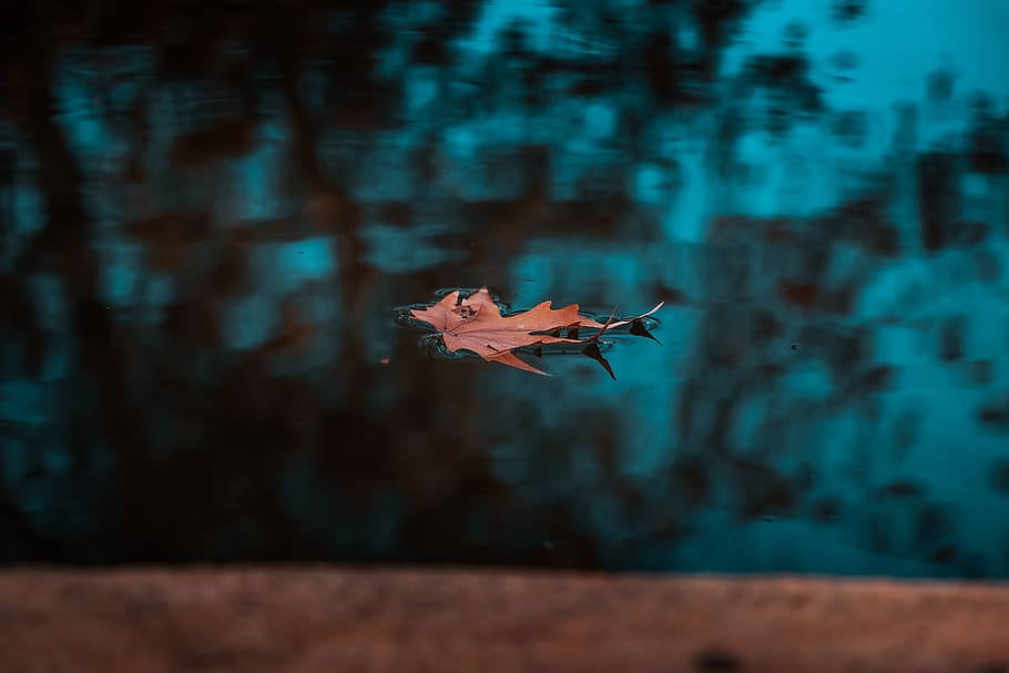 Brown-leafed on Calm Body of Water, color, maple leaf, pond, reflection HD wallpaper