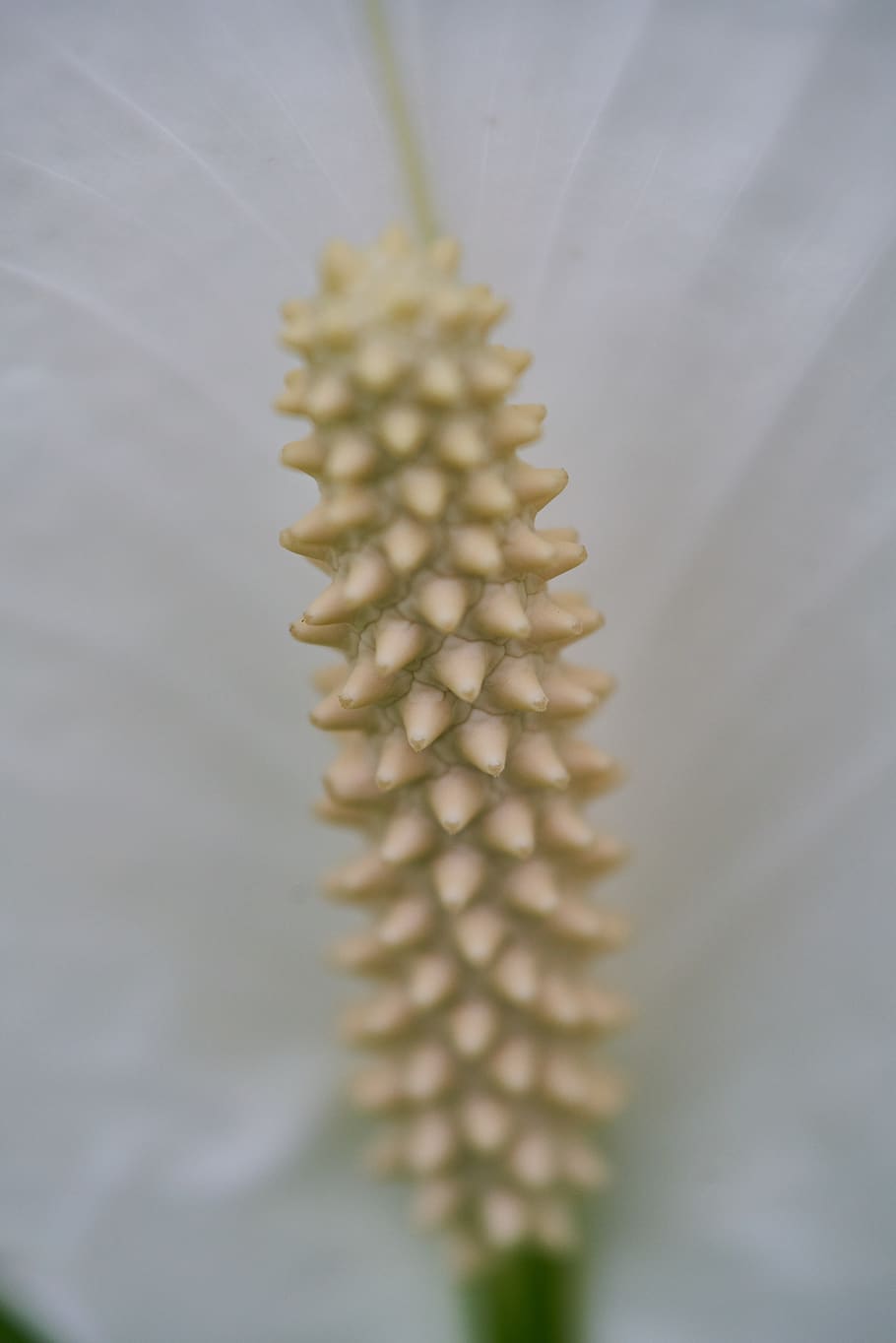 flower, plant, macro, white, nature, blooming, spring, garden HD wallpaper