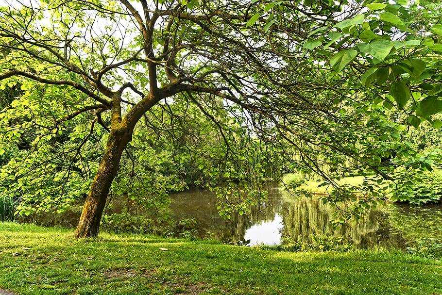 pond, water, tree, park, landscape, grass, spring, scenery HD wallpaper