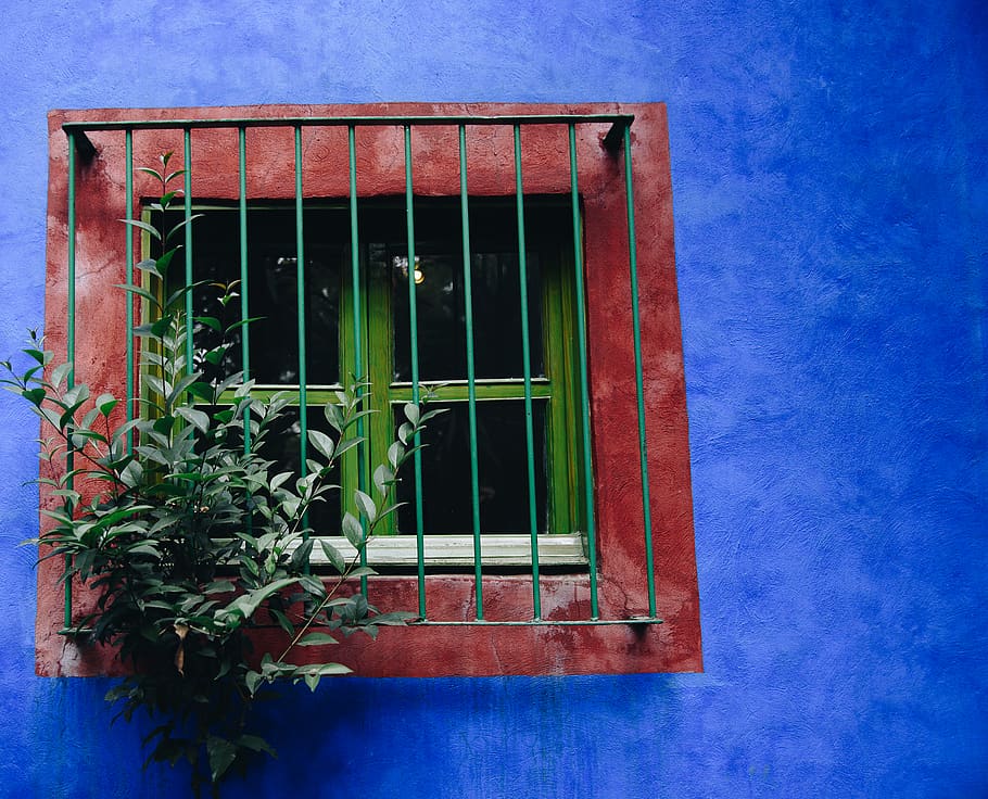 green-leafed plant on window, architecture, built structure, building HD wallpaper