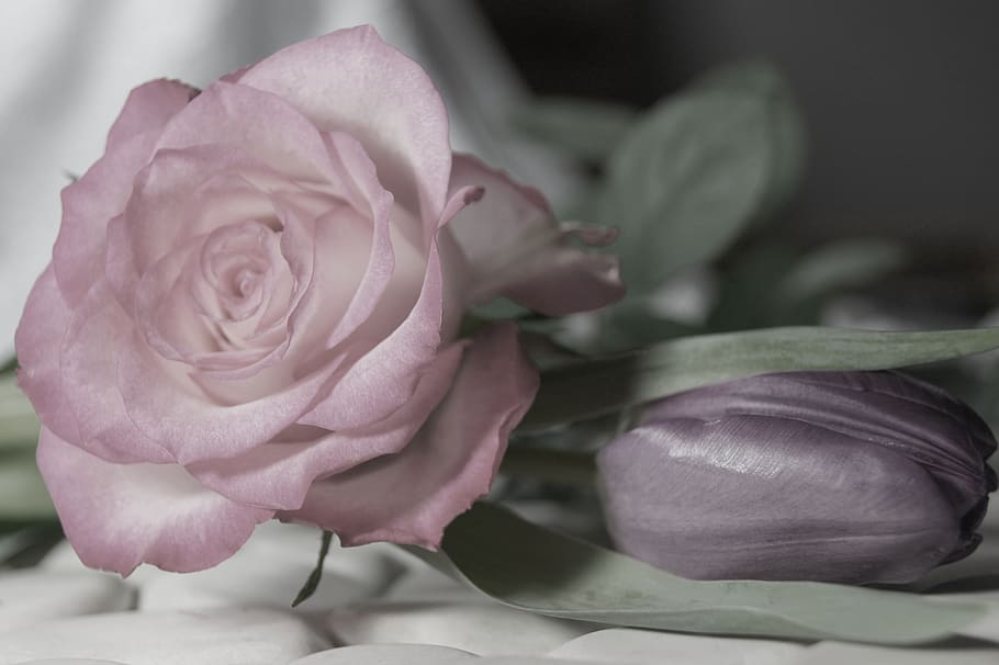 rose, map, nature, pink, floral greeting, decoration, flower HD wallpaper