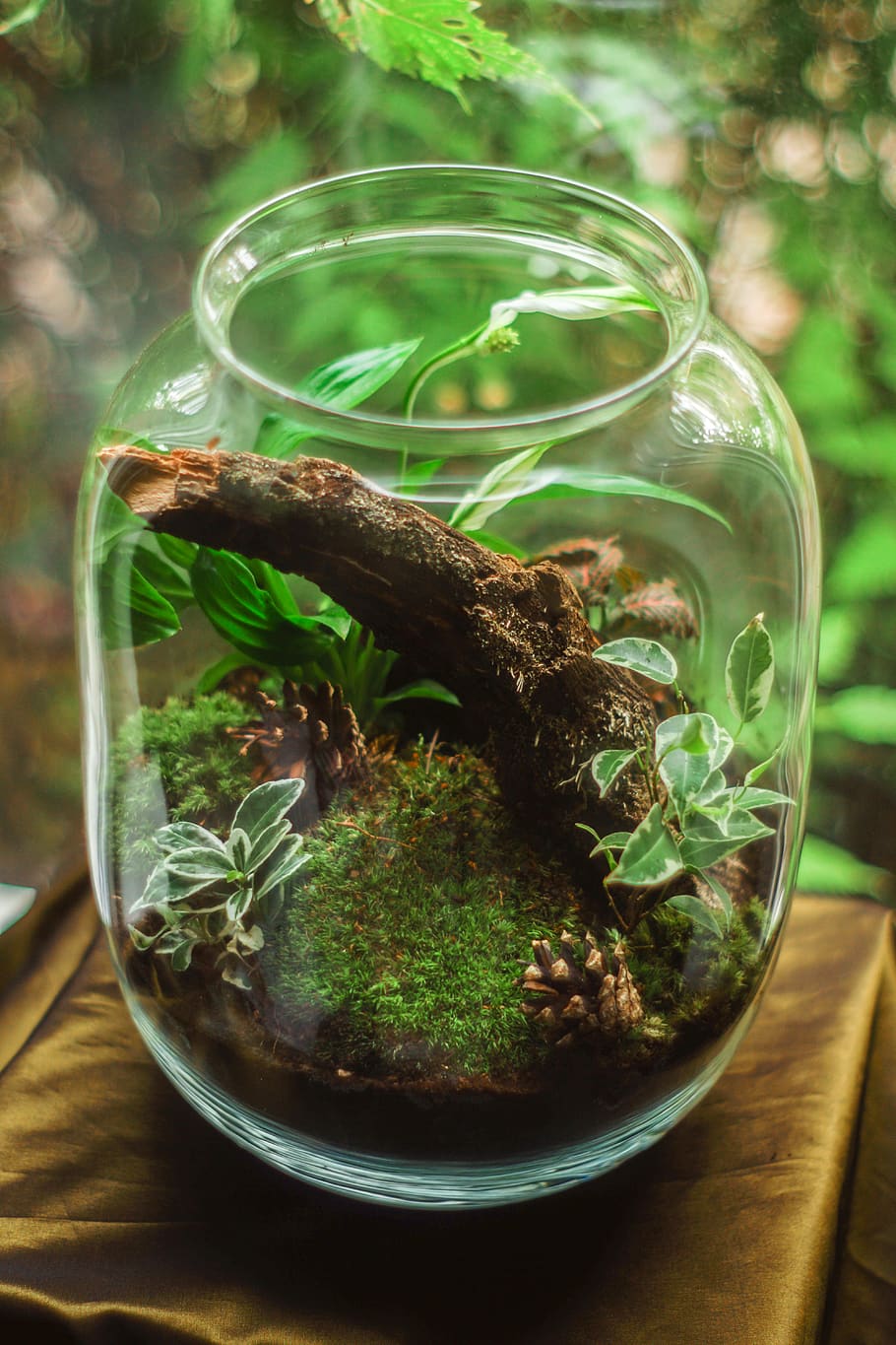 Terrarium in Clear Glass Jar, beautiful, blur, close-up, design