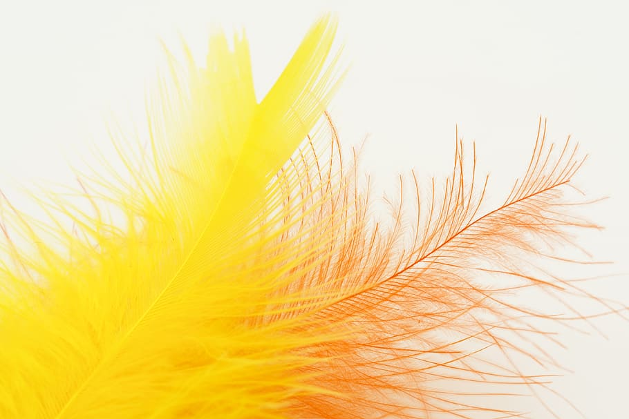 feather, bird feather, down, slightly, soft, yellow, orange HD wallpaper