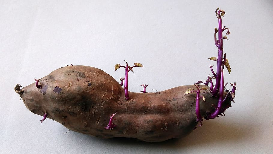 batata-doce, espigos, indoors, studio shot, animal, no people HD wallpaper