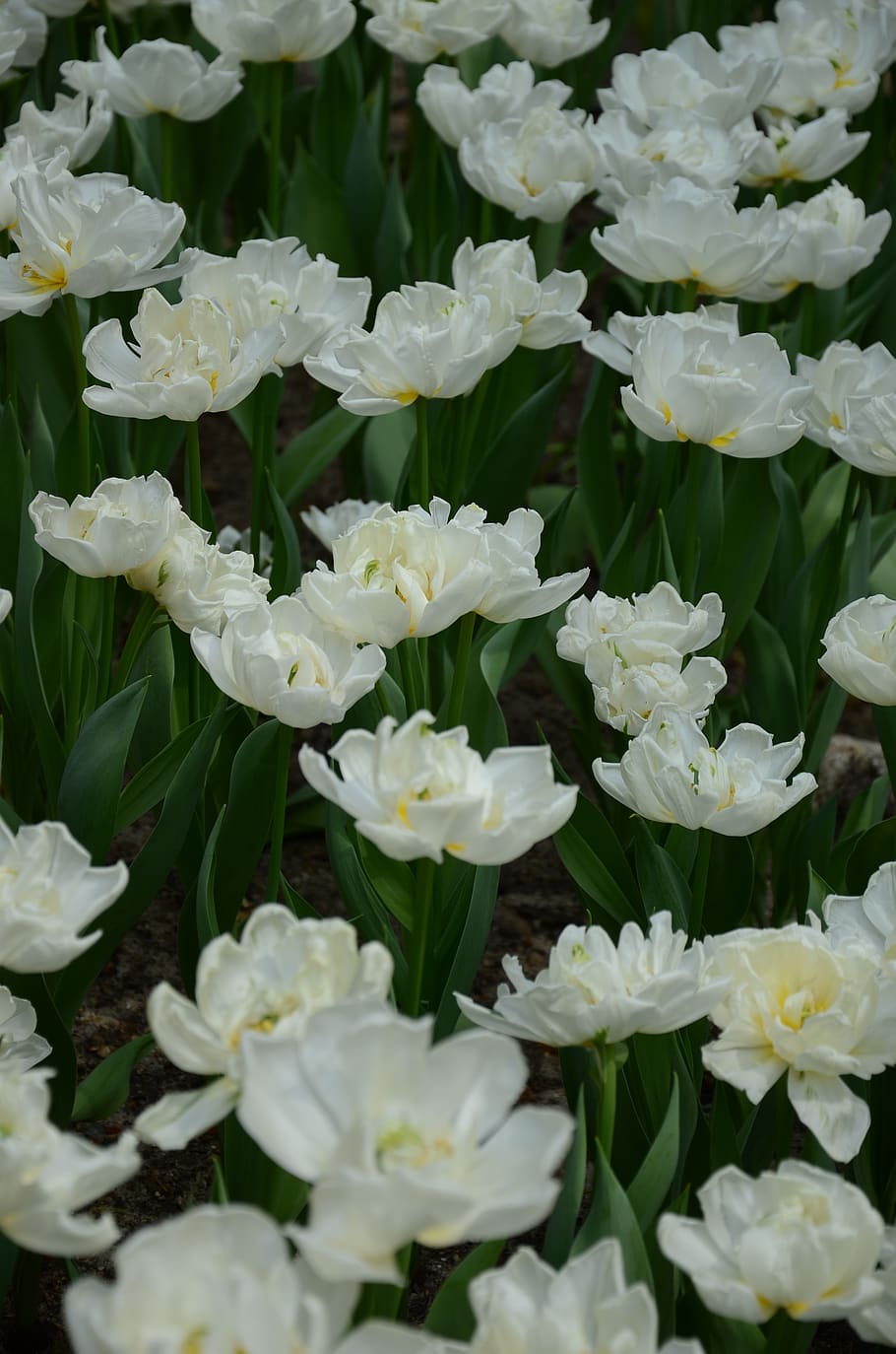 leaf, flowers, garden, beautiful, spring, nature, plant, flowering plant HD wallpaper