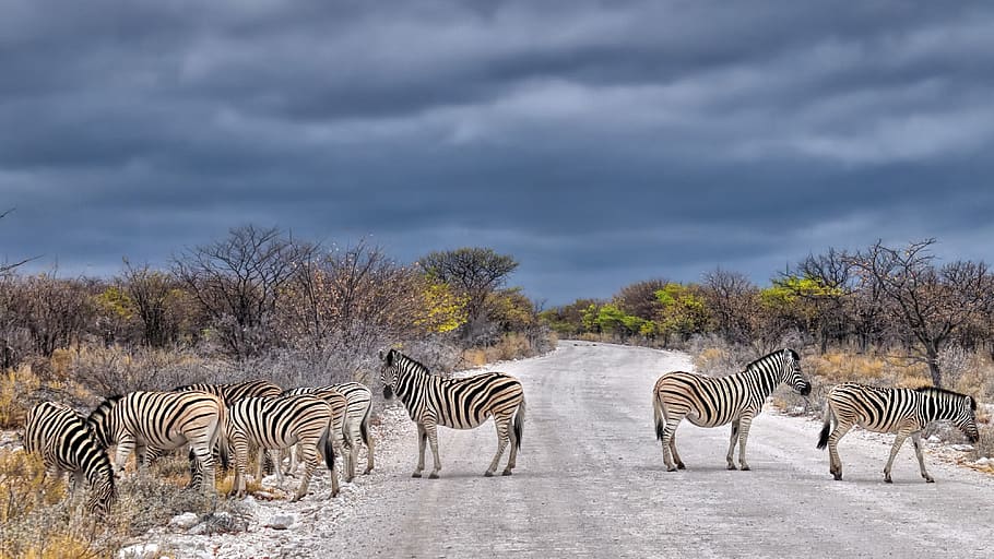 zebra on road, striped, animals in the wild, animal themes, animal wildlife HD wallpaper
