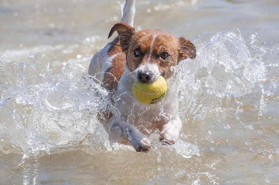 dog, action, racing, jack russell, water, tennis, tennis-ball HD wallpaper