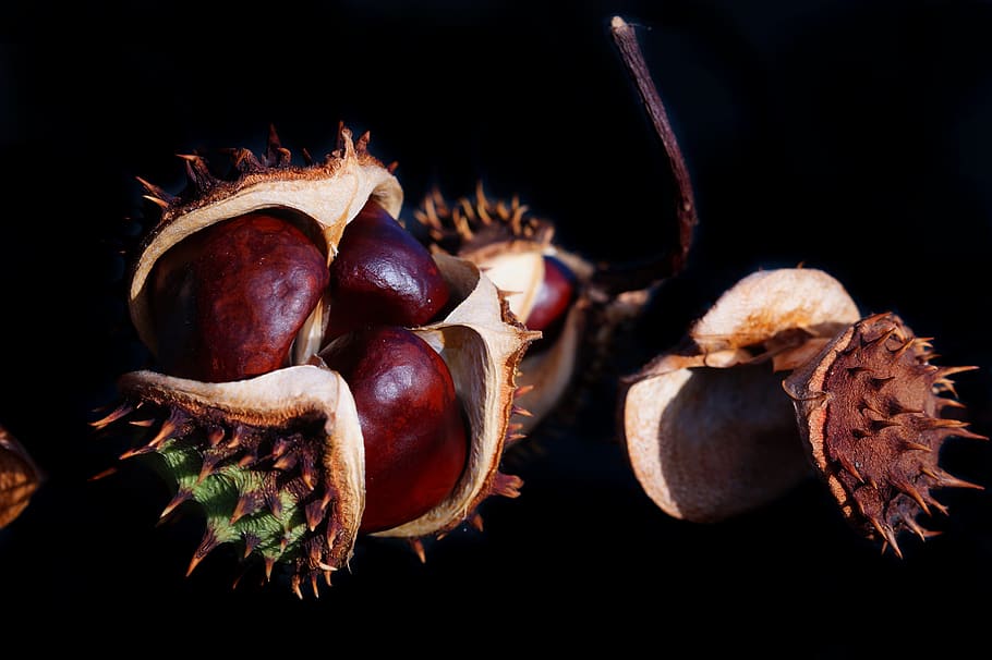 chestnut, buckeye, aesculus hippocastanum, autumn, nature, shiny, HD wallpaper