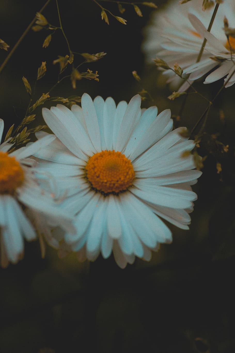 white daisy flower, petal, flowering plant, inflorescence, vulnerability HD wallpaper