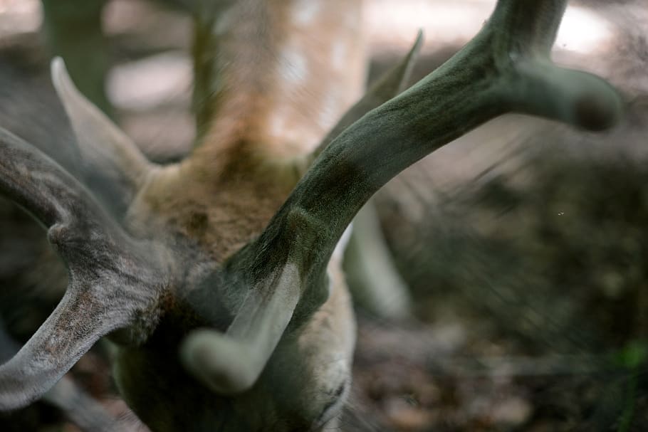 antler, fallow deer, forest, nature, antler carrier, red deer HD wallpaper